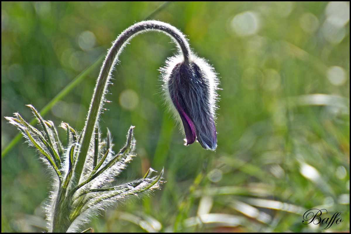 Pulsatilla montana (Hoppe) Rchb. subsp. montana - Padriciano